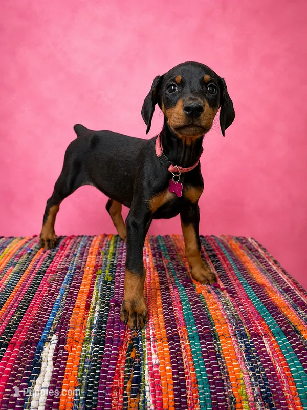 Pink Collar  – Doberman Pinscher puppy for sale in Poolville, TX