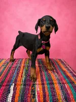 Pink Collar , a female Doberman Pinscher for sale in Poolville, TX – 1 of 9
