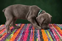 Grey Brindle, a male Cane Corso for sale in Poolville, TX – 2 of 2