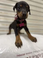Pink Collar , a female Doberman Pinscher for sale in Poolville, TX – 2 of 4