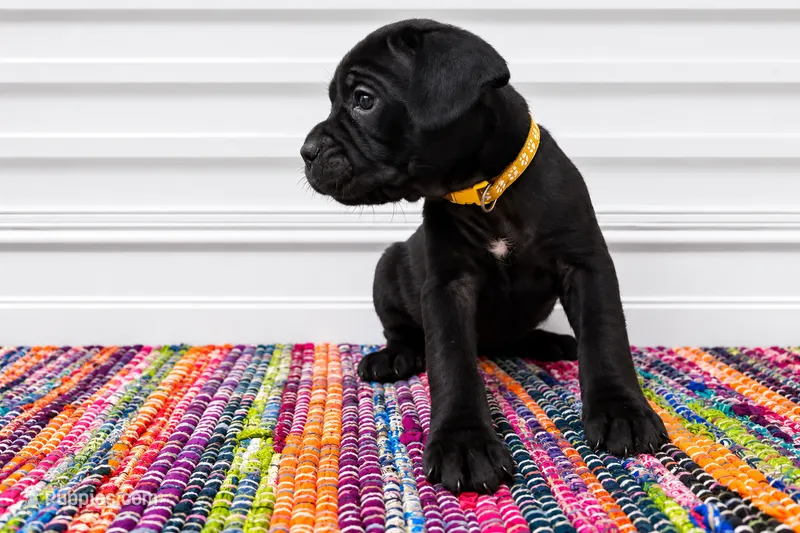 Yellow Collar – Cane Corso puppy for sale in Poolville, TX