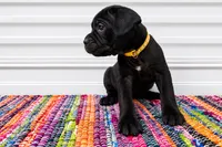 Yellow Collar, a female Cane Corso for sale in Poolville, TX – 1 of 2