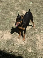 Shay, a female Miniature Pinscher for sale in Poolville, TX – 2 of 2