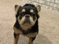 Dutchess , a female French Bulldog for sale in Poolville, TX – 3 of 4