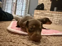 Chocolate , a female Miniature Pinscher for sale in Poolville, TX – Photo 2 of 3