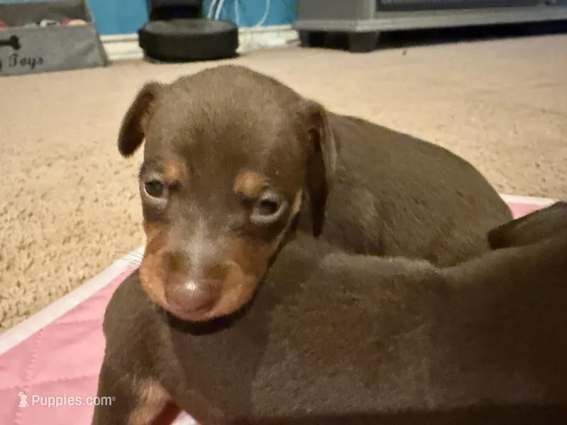 Chocolate , a female Miniature Pinscher for sale in Poolville, TX – Photo 1 of 3