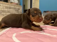 Chocolate , a female Miniature Pinscher for sale in Poolville, TX – Photo 3 of 3