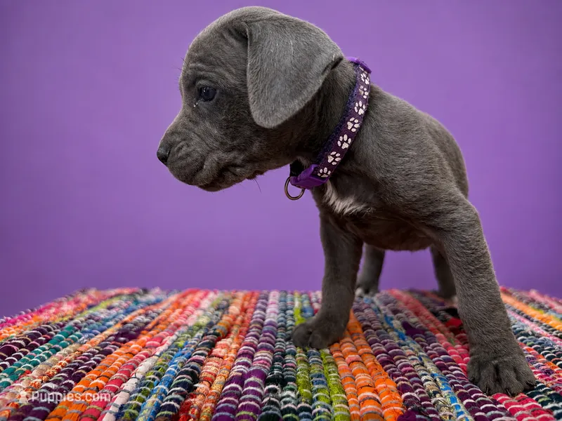 Purple collar – Cane Corso puppy for sale in Poolville, TX
