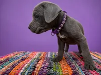 Purple collar, a female Cane Corso for sale in Poolville, TX – 1 of 2
