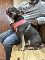 Shakira , a female French Bulldog for sale in Poolville, TX – 4 of 4