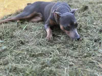 Fiona, a female Miniature Pinscher for sale in Poolville, TX – 3 of 4