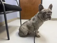 Frenchie , a female French Bulldog for sale in Poolville, TX – 4 of 6
