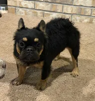 Tyra , a female French Bulldog for sale in Poolville, TX – 2 of 2