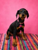 Pink Collar , a female Doberman Pinscher for sale in Poolville, TX – 5 of 9