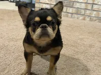 Dutchess , a female French Bulldog for sale in Poolville, TX – 4 of 4
