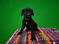 Green Collar, a female Cane Corso for sale in Poolville, TX – 2 of 3