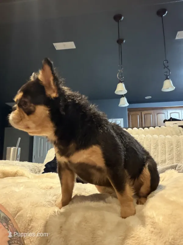 Dutchess  – French Bulldog puppy for sale in Poolville, TX