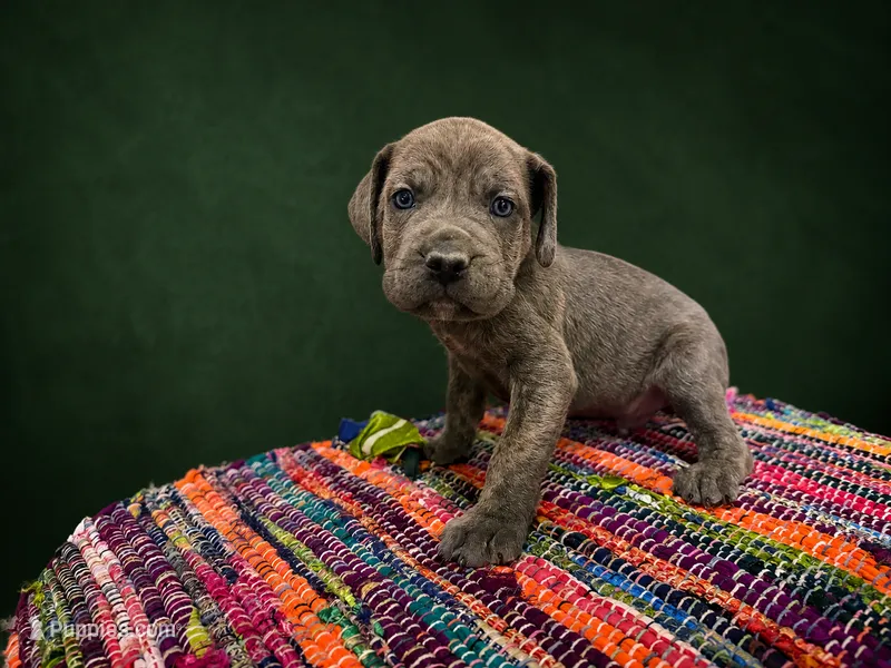 Grey Brindle – Cane Corso puppy for sale in Poolville, TX
