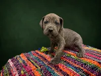 Grey Brindle, a male Cane Corso for sale in Poolville, TX – 1 of 2