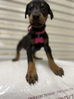 Pink Collar , a female Doberman Pinscher for sale in Poolville, TX – 4 of 4