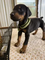 Green Collar, a male Doberman Pinscher for sale in Poolville, TX – 3 of 4
