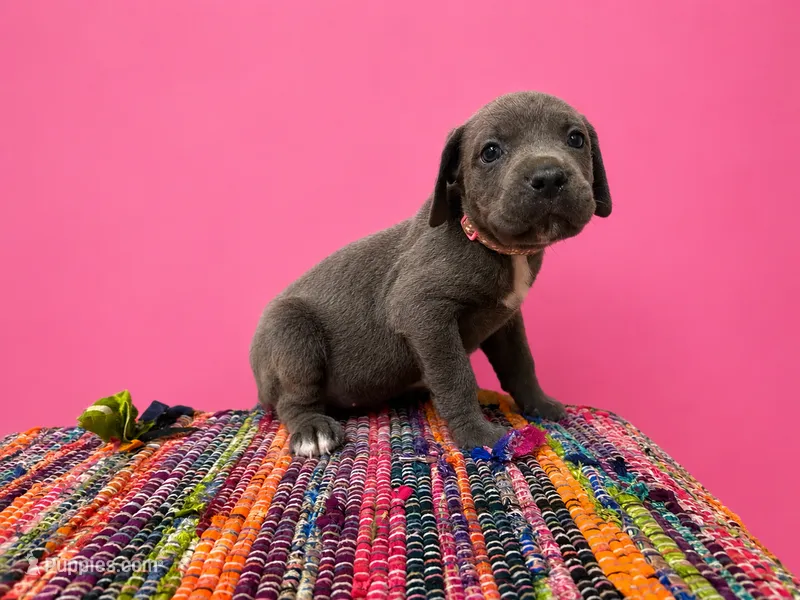 Pink Collar – Cane Corso puppy for sale in Poolville, TX