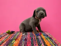 Pink Collar, a female Cane Corso for sale in Poolville, TX – 1 of 3