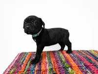Blue Collar , a female Cane Corso for sale in Poolville, TX – 1 of 2
