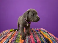 Purple collar, a female Cane Corso for sale in Poolville, TX – 2 of 2
