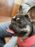Shakira , a female French Bulldog for sale in Poolville, TX – 1 of 4