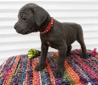 Red Collar, a male Cane Corso for sale in Poolville, TX – 2 of 2
