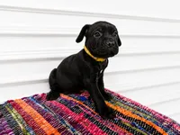 Yellow Collar, a female Cane Corso for sale in Poolville, TX – 2 of 2