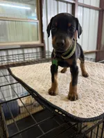 Green Collar, a male Doberman Pinscher for sale in Poolville, TX – 2 of 4