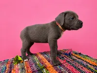 Pink Collar, a female Cane Corso for sale in Poolville, TX – 2 of 3