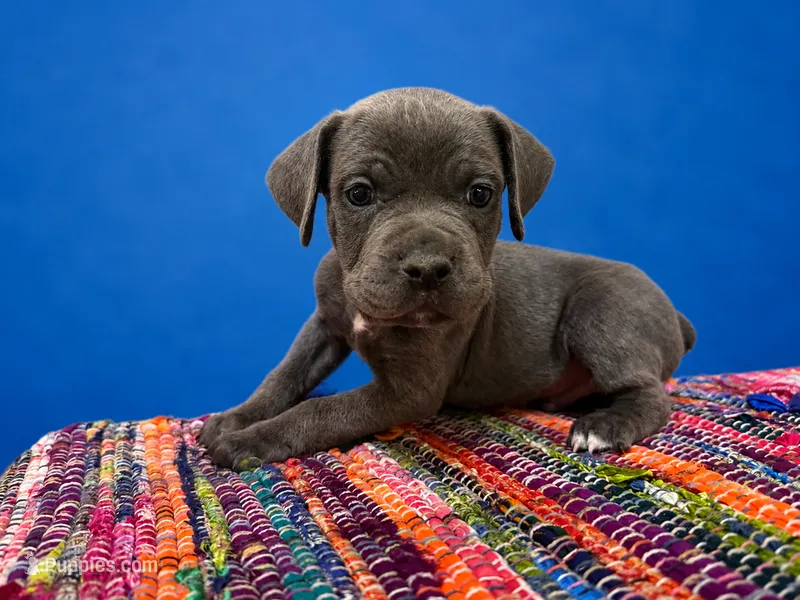 Blue Collar – Cane Corso puppy for sale in Poolville, TX