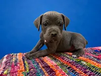 Blue Collar, a male Cane Corso for sale in Poolville, TX – 1 of 2