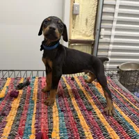 Blue, a male Doberman Pinscher for sale in Poolville, TX – 1 of 1