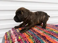 Brindle, a male Cane Corso for sale in Poolville, TX – 2 of 2