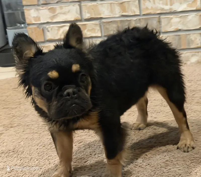 Tyra  – French Bulldog puppy for sale in Poolville, TX