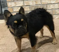 Tyra , a female French Bulldog for sale in Poolville, TX – 1 of 2