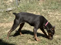 Fiona, a female Miniature Pinscher for sale in Poolville, TX – 2 of 4