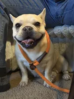 Pancake , a female French Bulldog for sale in Poolville, TX – 5 of 5