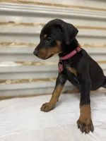 Pink Collar , a female Doberman Pinscher for sale in Poolville, TX – 1 of 4