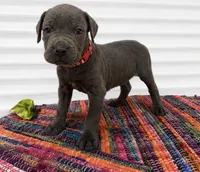 Red Collar, a male Cane Corso for sale in Poolville, TX – 1 of 2