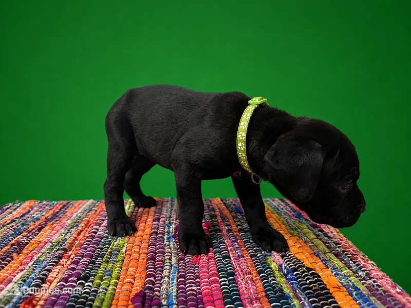 Green Collar – Cane Corso puppy for sale in Poolville, TX