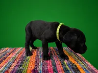 Green Collar, a female Cane Corso for sale in Poolville, TX – 1 of 3