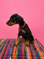 Pink Collar , a female Doberman Pinscher for sale in Poolville, TX – 2 of 9