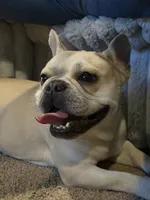 Pancake , a female French Bulldog for sale in Poolville, TX – 2 of 5