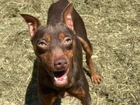 Dirk, a male Miniature Pinscher for sale in Poolville, TX – Photo 1 of 2