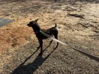 Dirk, a male Miniature Pinscher for sale in Poolville, TX – Photo 2 of 2